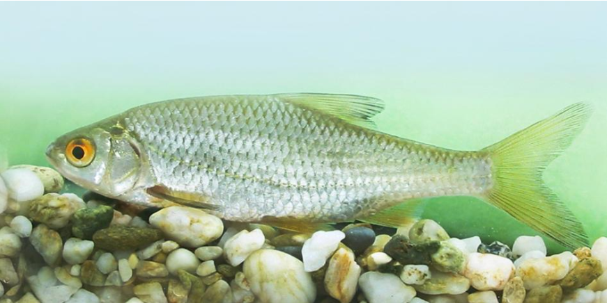 halak férgekhez való készítményei trichopolum giardiasis kezelés